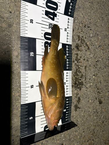 キジハタの釣果