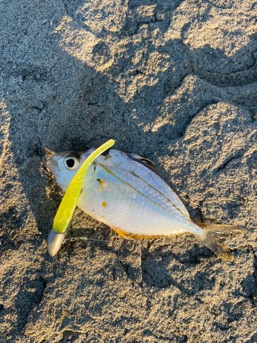 ヒイラギの釣果