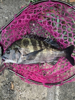 クロダイの釣果