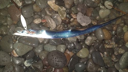 タチウオの釣果
