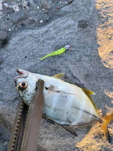 メッキの釣果