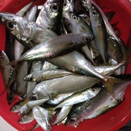 サバの釣果