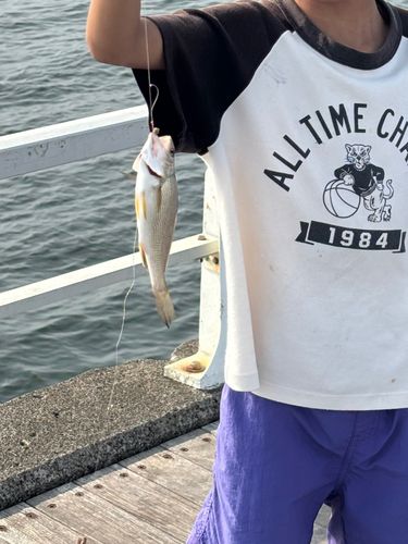 イシモチの釣果