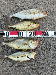 シオの釣果