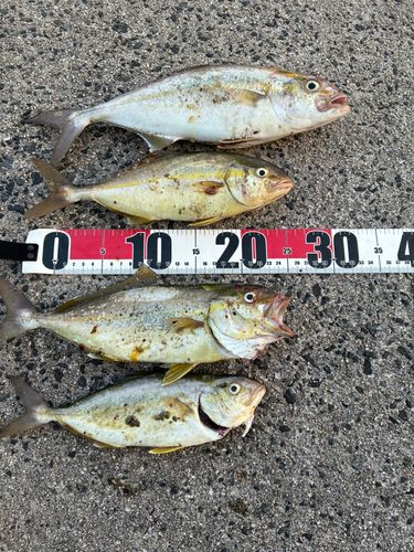 シオの釣果