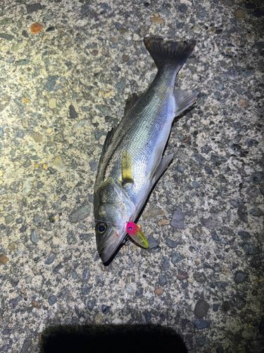 フッコ（マルスズキ）の釣果