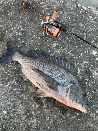 チヌの釣果