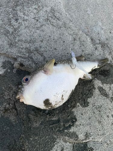 フグの釣果