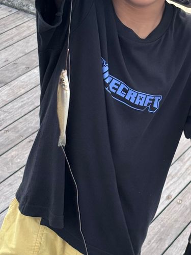 シロギスの釣果