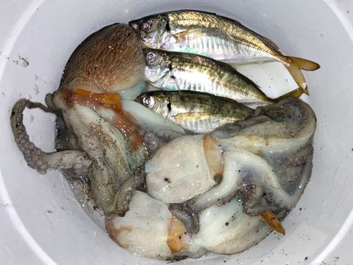 タコの釣果