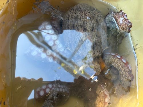 タコの釣果