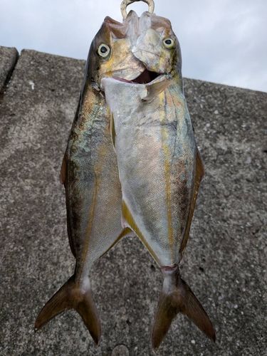 ネリゴの釣果