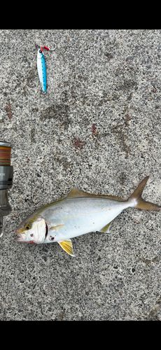 ショゴの釣果