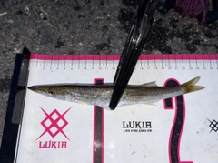 カマスの釣果