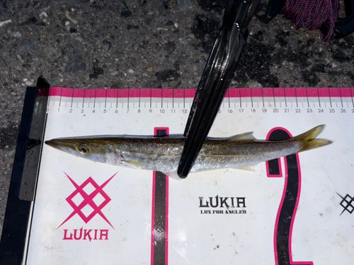 カマスの釣果