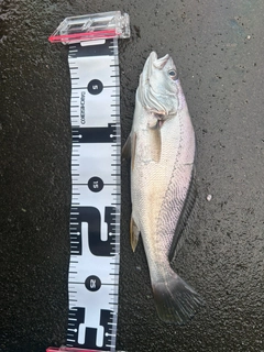 オオニベの釣果