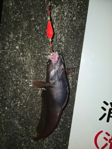 ドンコの釣果