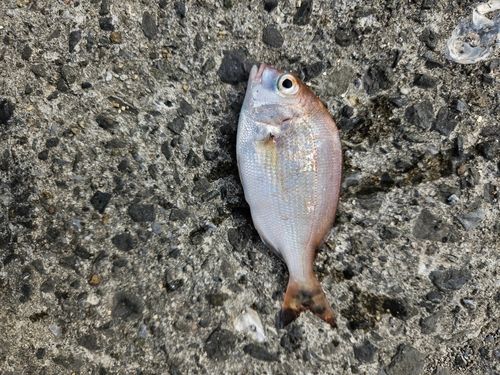 チャリコの釣果