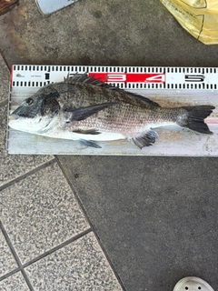 チヌの釣果
