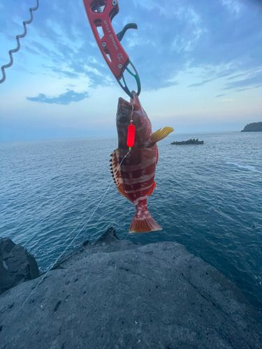 アカハタの釣果