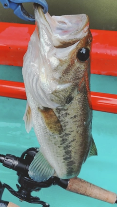 ラージマウスバスの釣果