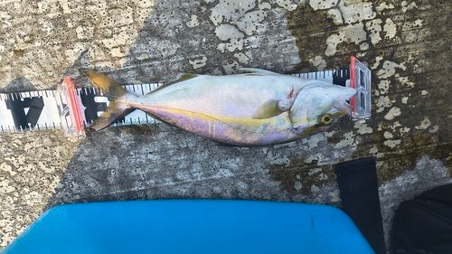 ショゴの釣果