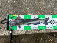 アメリカナマズの釣果