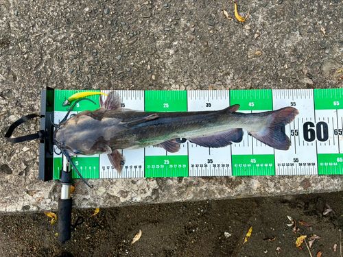 アメリカナマズの釣果