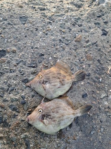 カワハギの釣果