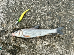ニゴイの釣果