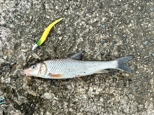 ニゴイの釣果
