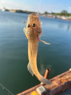 マハゼの釣果