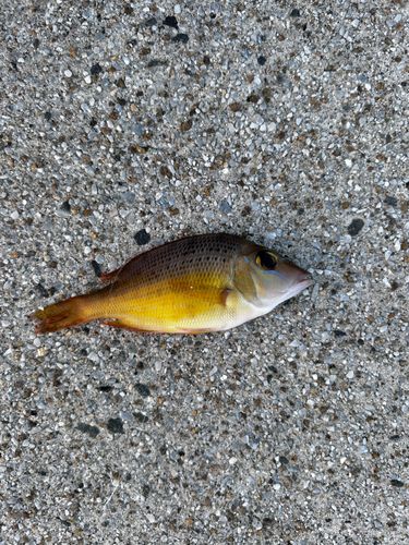 キビレの釣果