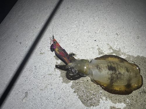 アオリイカの釣果