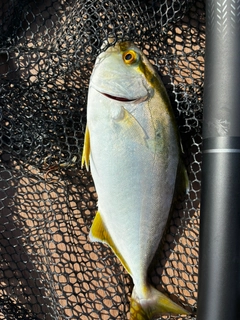 ネリゴの釣果