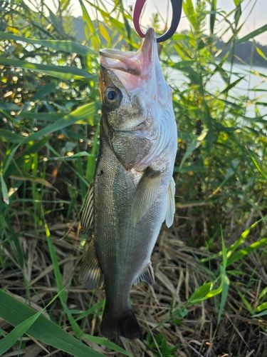 スズキの釣果
