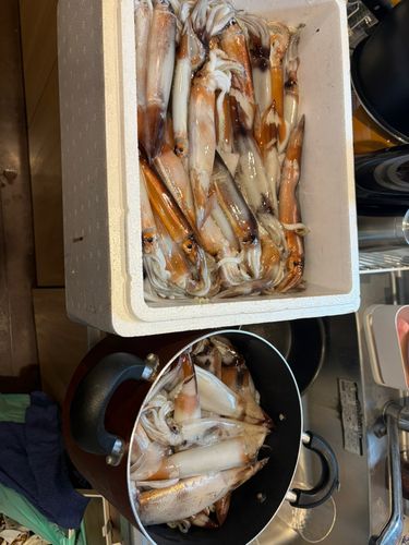 ケンサキイカの釣果