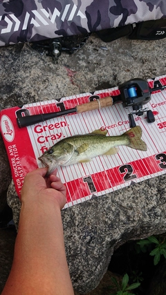 ブラックバスの釣果