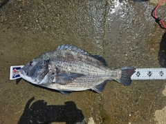 クロダイの釣果