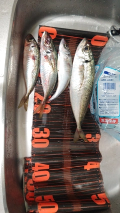 ケンサキイカの釣果