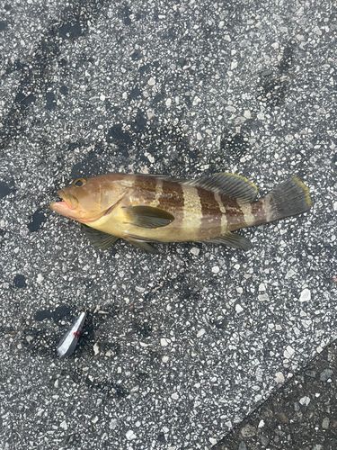 アオハタの釣果