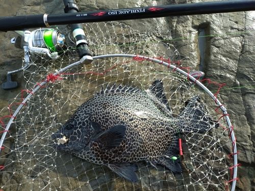 イシガキダイの釣果
