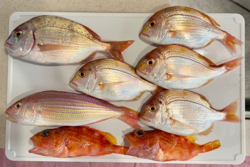 マダイの釣果