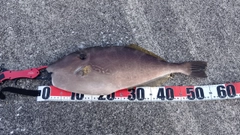 ウスバハギの釣果