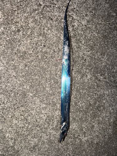 タチウオの釣果