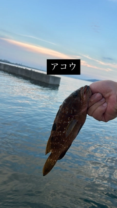 アコウの釣果
