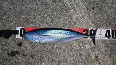 ソウダガツオの釣果