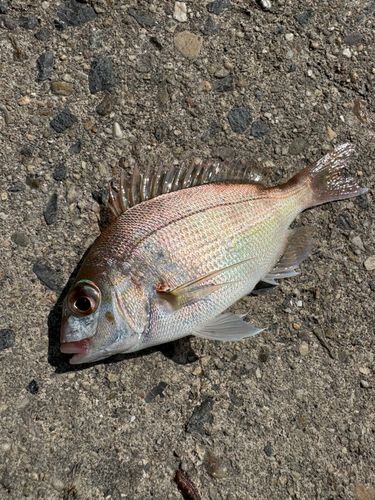 チャリコの釣果