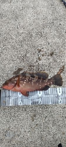 キジハタの釣果
