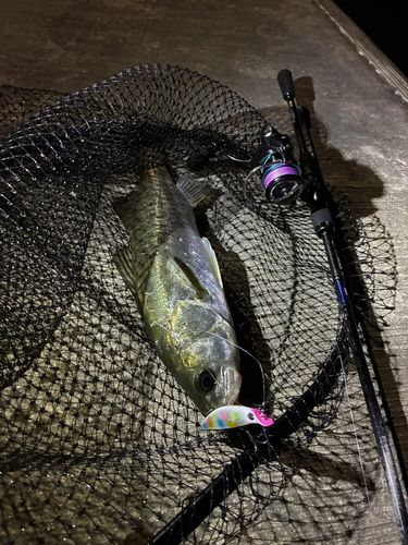 シーバスの釣果
